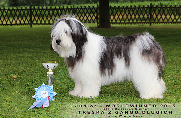 skelet Lhasa Apso